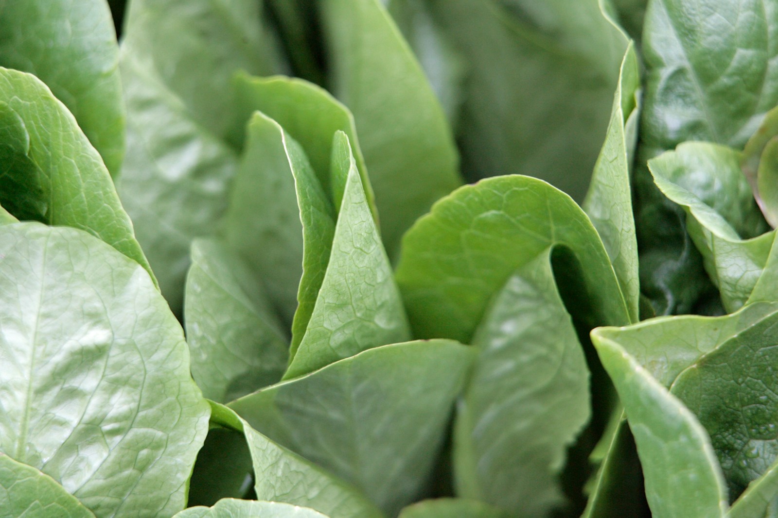 a close up of a bunch of green leaves